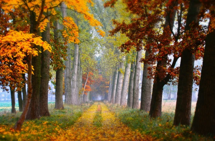 scenery of trees fall leaves road autumn plant change beauty in nature 2k