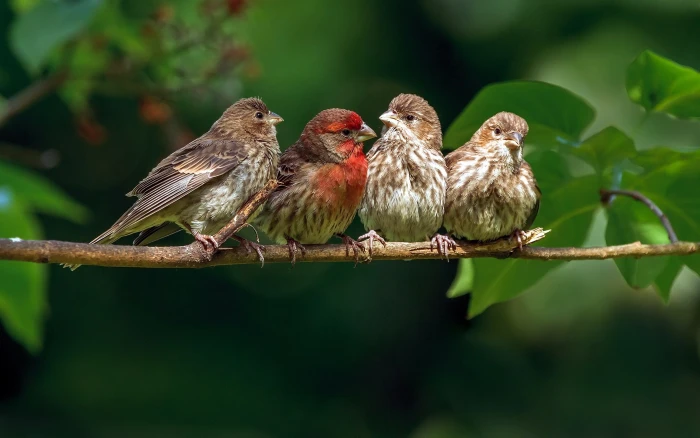 birds animals branch nature wildlife 2k