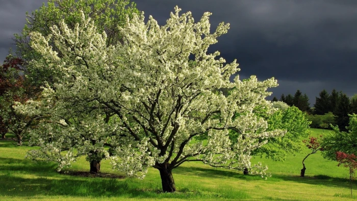 hd image of nature for pc plant tree growth beauty in 2k