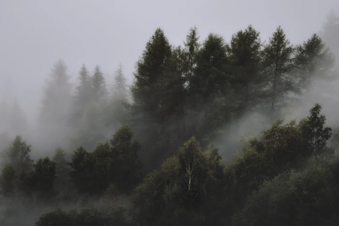 Photo of Foggy Forest wallpaper conifers desktop 2k 4k