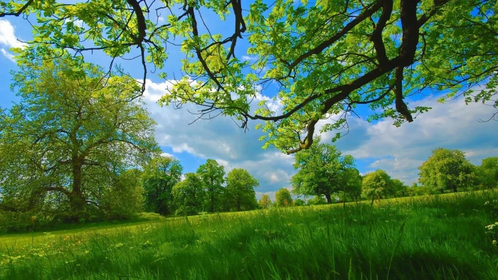 summer grass trees green branches sky natural beauty 2k