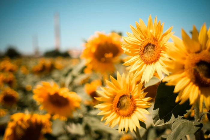 Sunflowers Field colorful fields nature summer yellow agriculture 2k 4k
