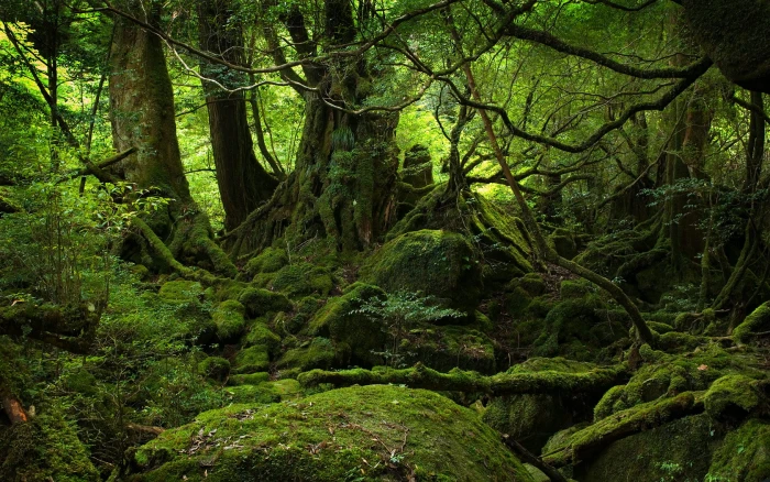 Yakushima Forest Nature Scenery 2k