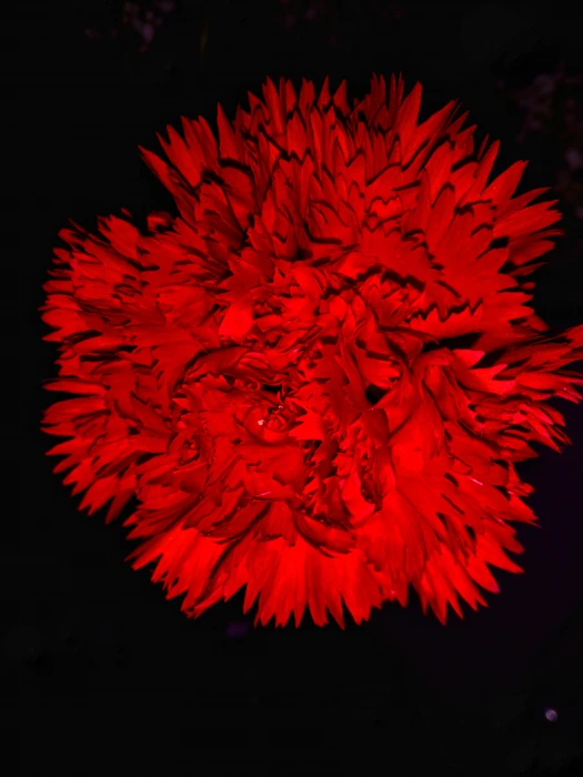 flower dark amoled beautiful red black background 61 2k