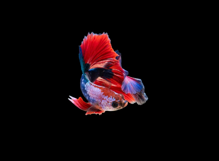 Siamese fighting fish dark amoled animals animal themes 40 2k 4k 5k