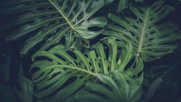 green leafed plant leaves nature philodendron color 2k 4k 5k