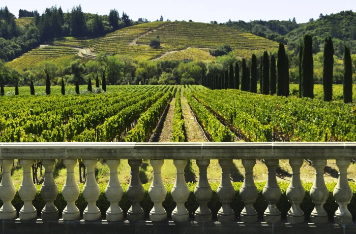 landscape hill nature agriculture wine vineyard winery 2k 4k