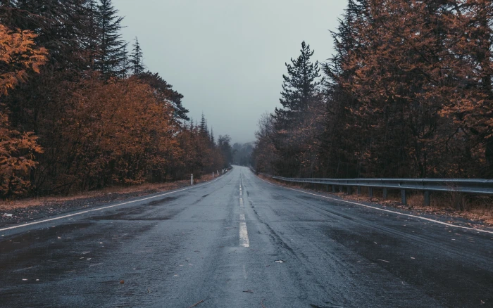 landscape road trees fall rain wet asphalt 2k 4k