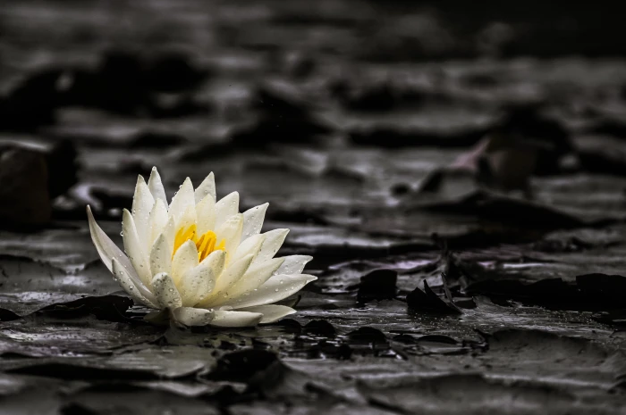white petaled flower floating on water lily 2k 4k 5k