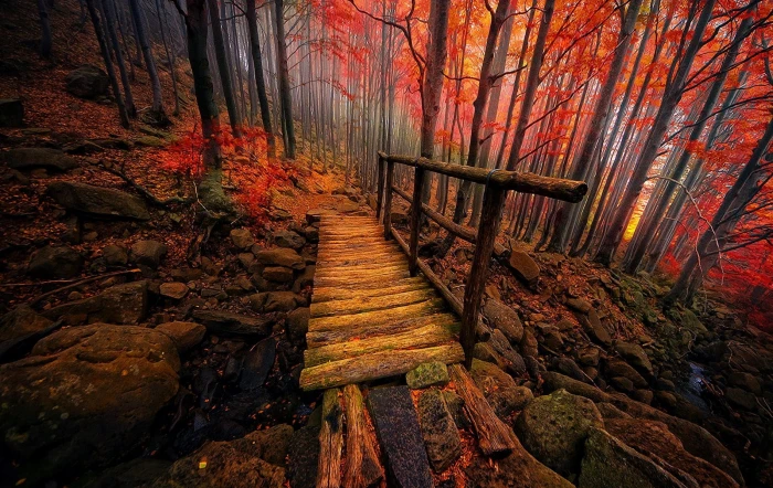 brown log bridge wooden between trees nature landscape 2k