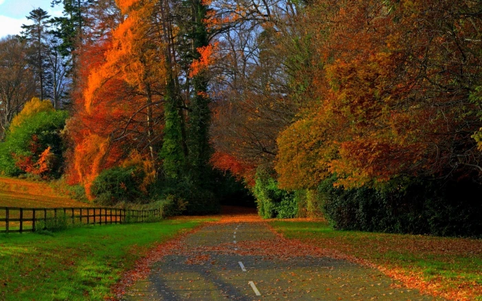 computer desktop full screen nature pics tree plant 2k