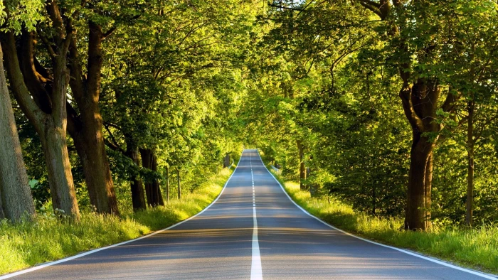 forest photography roads Nature Forests HD Art 2k