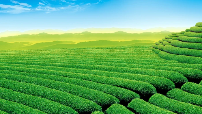 Green tea plantation Scenery HD desktop wallpaper green plant field 2k
