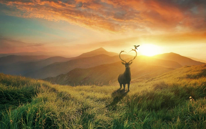 sunset Mountains deer HD 2k