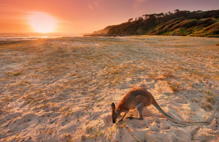 animals landscape beach sand kangaroos Australia 2k