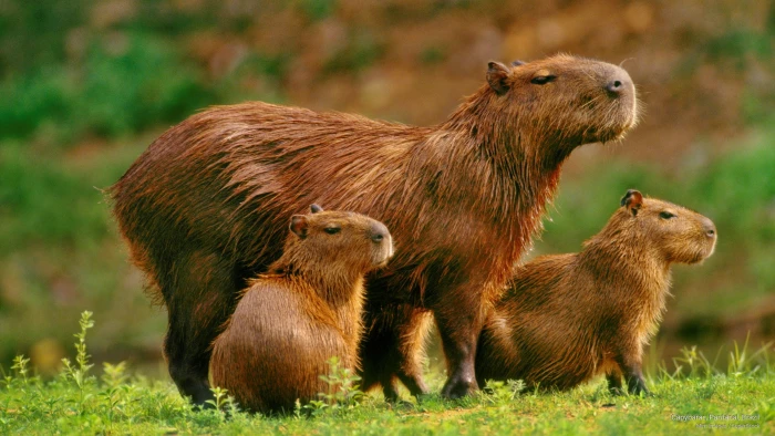 Capybaras Pantanal Brazil Animals 2k