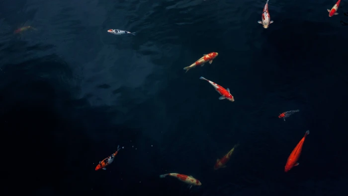 fish nature carp pond water outdoors koi 2k 4k 5k