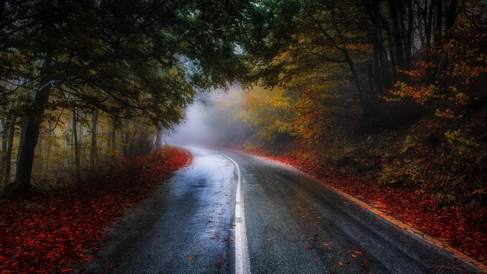 green leaf tree photo of road surrounded by trees nature photography 2k