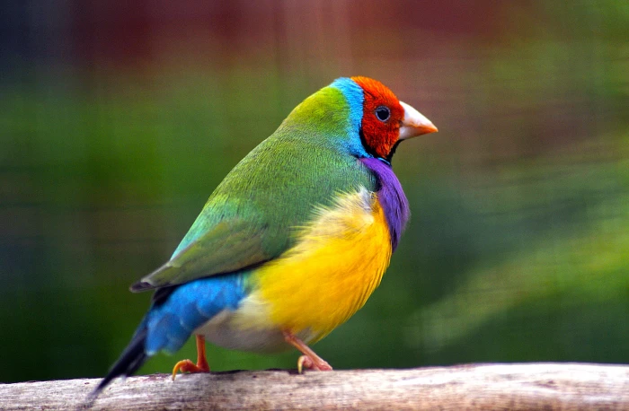 green yellow red and blue bird gouldian finch 2k