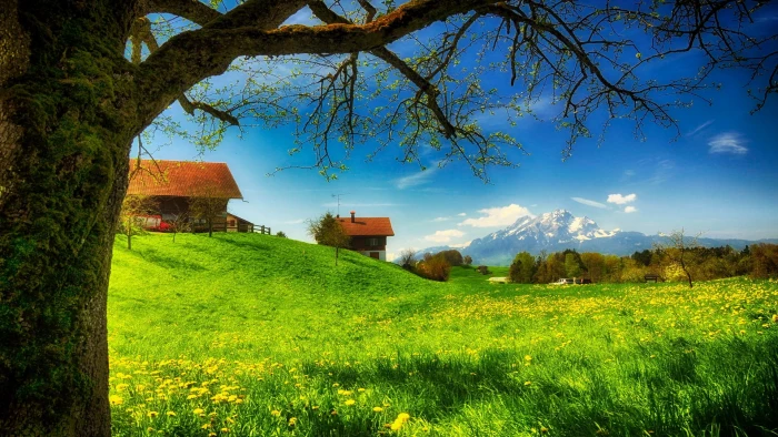 hd image of nature for pc plant tree built structure 2k