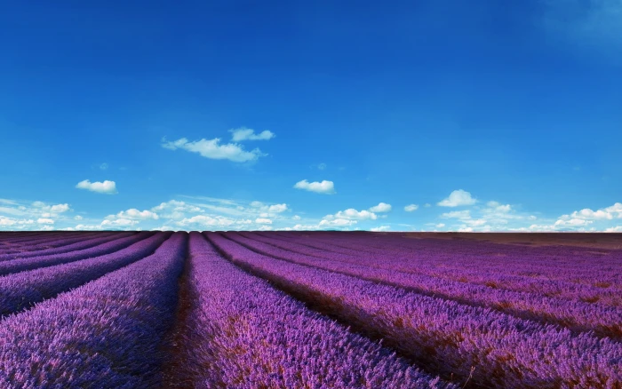 lavender fields nature landscape purple sky 2k