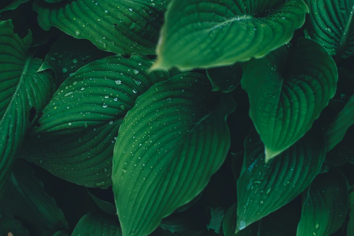 close up dew green leaves plant wet nature leaf backgrounds 2k 4k