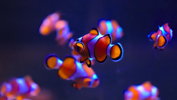 clownfish pc wallpaper free download hd animal wildlife 2k 4k