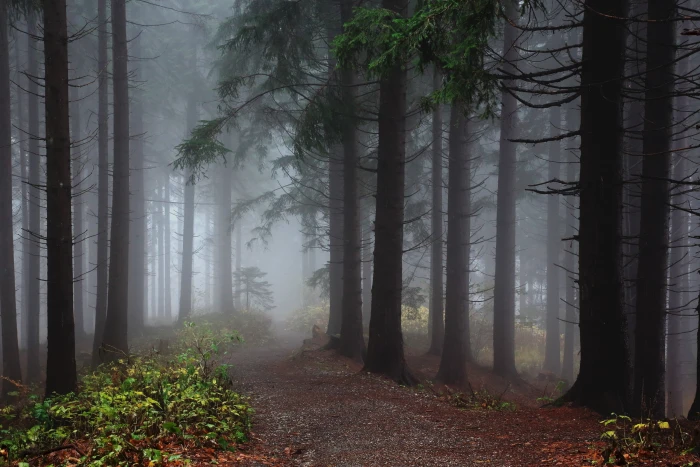 green leafed trees with fogs nature forest mist wood 2k