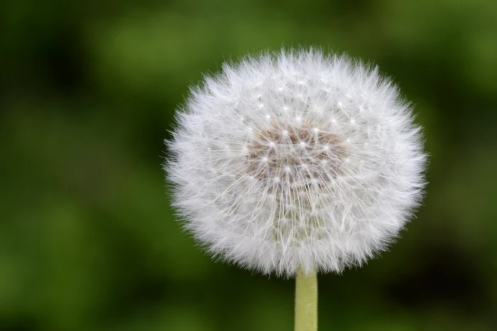 shallow focus photography of white dandelion nikon d 2k 4k