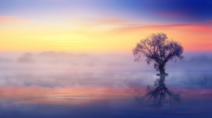 Single Tree Mist Over Lake HD Wallpaper silhouette photography of tree on body water 2k 4k 5k