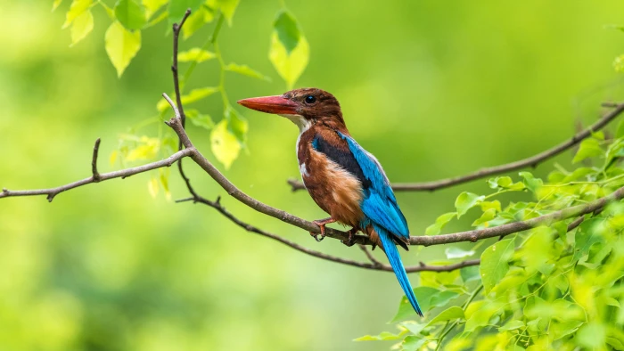 Birds Kingfisher Hues Of A Hunter From India Ultra Hd Tv Wallpaper For Desktop Laptop Tablet And Mobile Phones 2k 4k