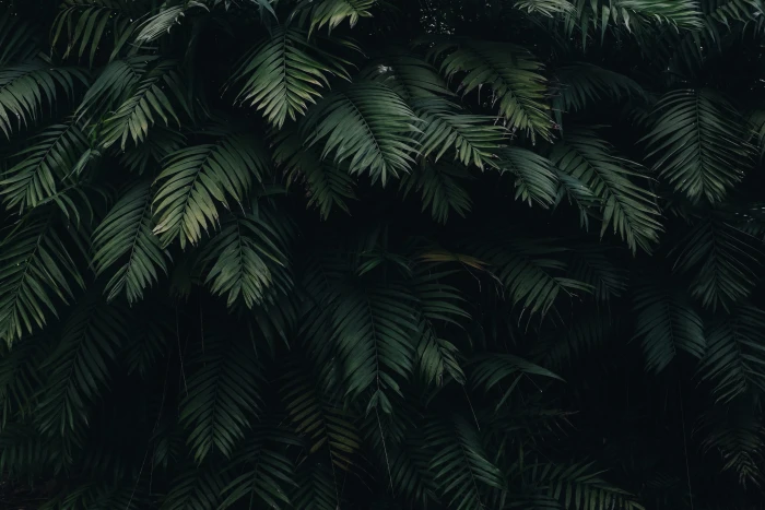 black green leaves plants color growth tree no people 2k 4k
