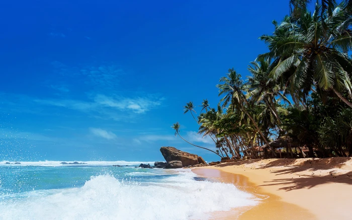 brown seashore landscape beach nature palm trees waves sand 2k