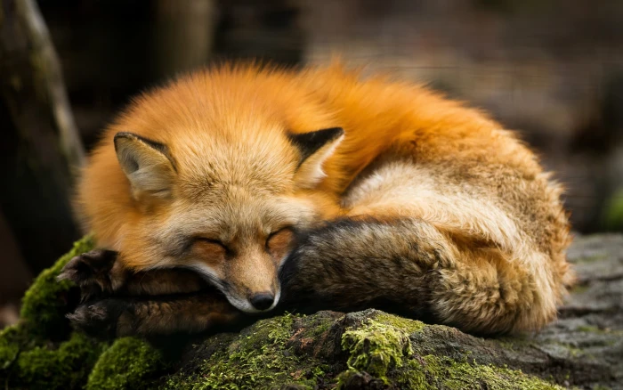fox nature animals sleeping 2k