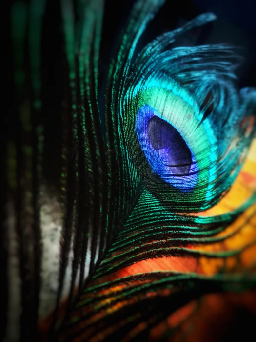 Green and Blue Peacock Feather beautiful bird bright close up 2k