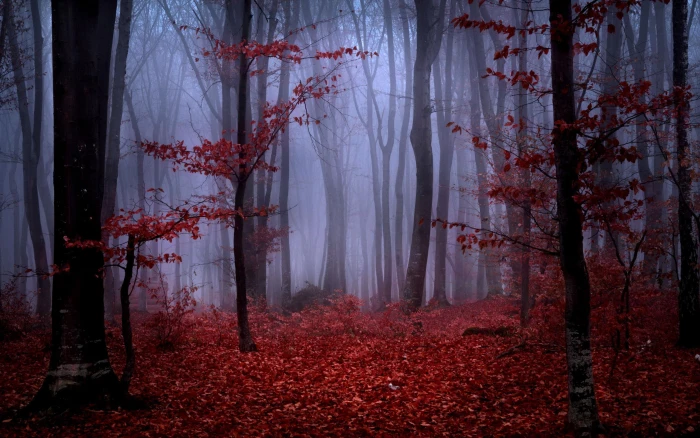 Red autumn foliage in foggy forest brown trees and red leaves 2k