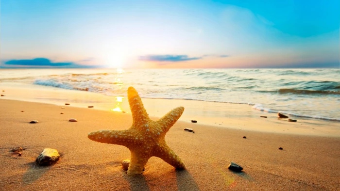 starfish beach dawn summer sand sandy wave shore 2k 4k