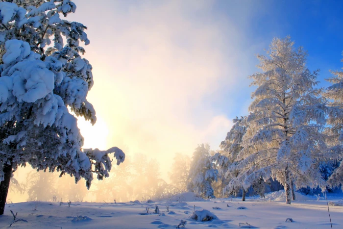 trees covered with snows winter nature landscape cold temperature 2k