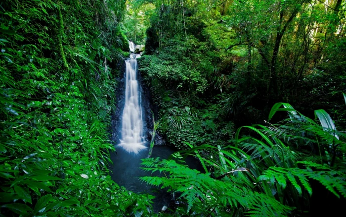 computer desktop full screen nature pics plant 2k