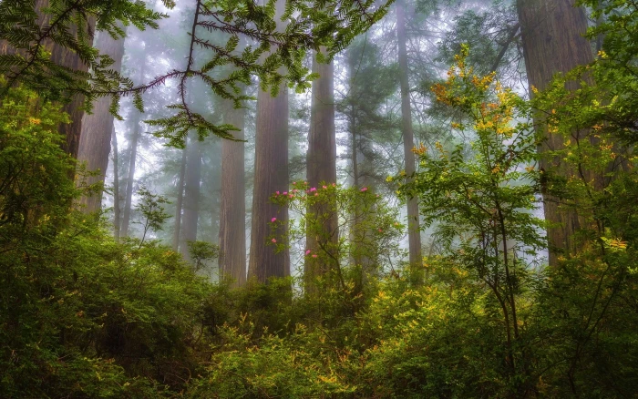 green leafed plants and trees nature landscape mist forest 2k