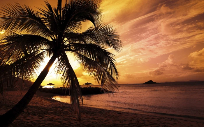 landscape sunset beach palm trees nature sunlight 2k