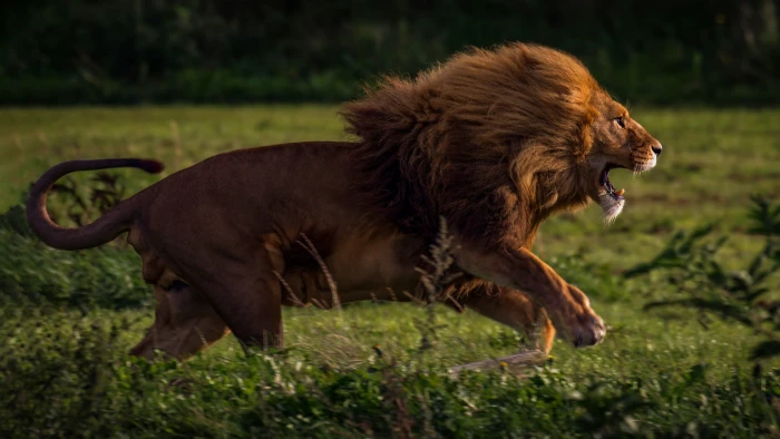 lion animals nature big cats roar running 2k 4k