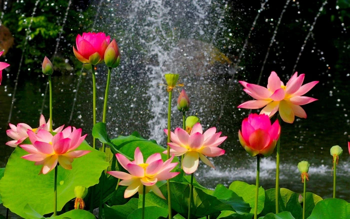 Nature Flower Garden Wild Pink HD flowers 2k