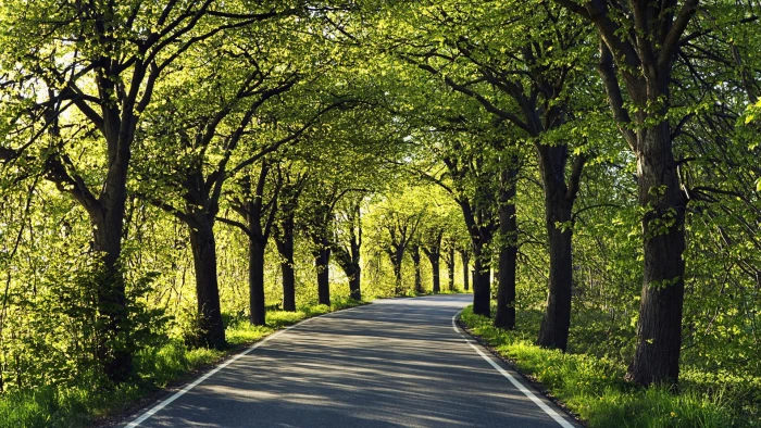 nature avenue landscape tree forest alley park road 2k