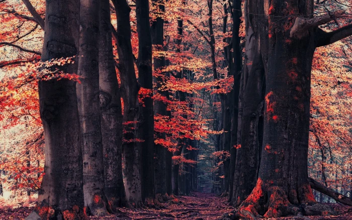 orange leafed trees leaf nature landscape forest 2k