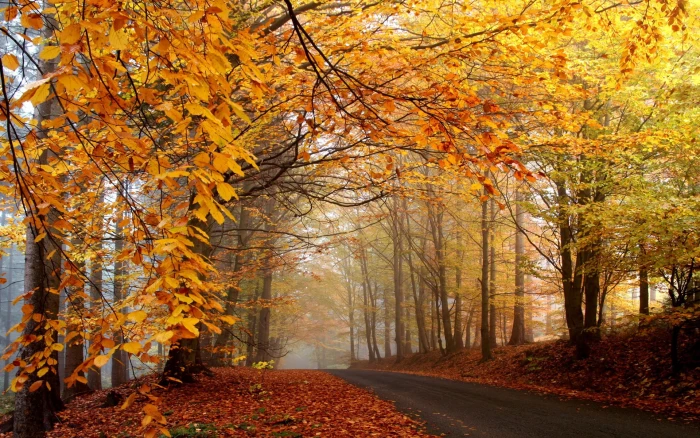 orange maple trees nature forest mist road fall leaves 2k