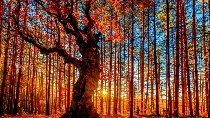 red leafed tree sun ray passing through trunk of trees nature 2k