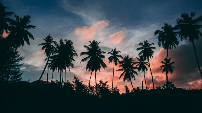 silhouette palm tree dusk palms evening sky tropical sunset 2k 4k