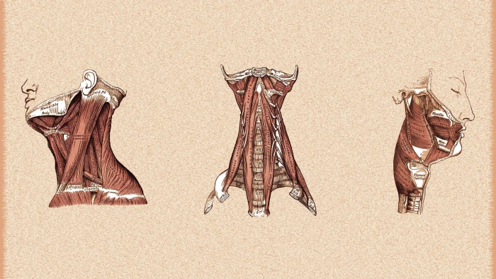 three brown illustrations anatomy muscles medicine no people 2k
