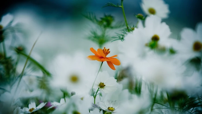 white and orange daisies flowers selective focus photo HD wallpaper 2k 4k 5k